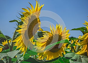 Sunflower is such a solar navigator always looks where the sun is photo